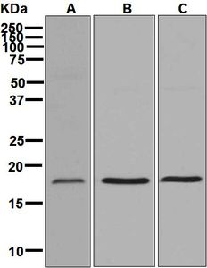 Western blot analysis on (A) MCF-7, (B) 293T, and (C) A431 cell lysates using anti-ARF6 antibody.