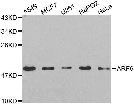 Western blot analysis of extracts of various cell lines, using ARF6 antibody.