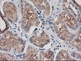 IHC of paraffin-embedded Human Kidney tissue using anti-ARFGAP1 mouse monoclonal antibody.