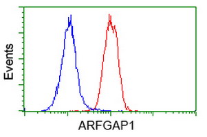 Flow cytometry of HeLa cells, using anti-ARFGAP1 antibody (Red), compared to a nonspecific negative control antibody (Blue).