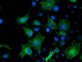 Anti-ARFGAP1 mouse monoclonal antibody immunofluorescent staining of COS7 cells transiently transfected by pCMV6-ENTRY ARFGAP1.