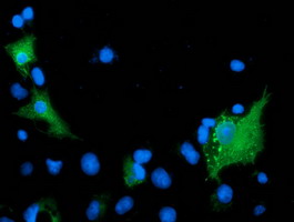 Anti-ARFGAP1 mouse monoclonal antibody immunofluorescent staining of COS7 cells transiently transfected by pCMV6-ENTRY ARFGAP1.