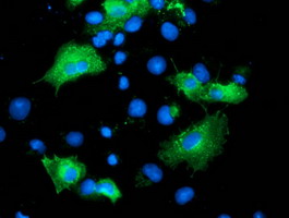 Anti-ARFGAP1 mouse monoclonal antibody immunofluorescent staining of COS7 cells transiently transfected by pCMV6-ENTRY ARFGAP1.