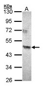 Sample (30 ug of whole cell lysate). A:293T. 10% SDS PAGE. ACAD8 antibody diluted at 1:500