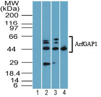 Western blot of ArfGAP1 using 1) preimmune sera at 1:5000 in human heart and protein A purified LS-C148568 in 2) human heart, 3) mouse heart and 4) rat heart at 2.0 ug/ml. Goat anti-rabbit Ig HRP secondary antibody, and PicoTect ECL substrate solution, were used for this test.
