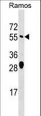 ARFGAP2 Antibody western blot of Ramos cell line lysates (35 ug/lane). The ARFGAP2 antibody detected the ARFGAP2 protein (arrow).