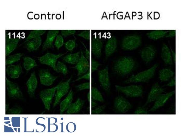Immunofluorescence Microscopy of Rabbit Anti-ArfGAP3 Antibody. Tissue: HeLa Whole Cell. Fixation: MeOH. Antigen retrieval: not required. Primary antibody: ArfGAP3 antibody at 1:100 for 1 h at RT. Secondary antibody: Fluorescein rabbit secondary antibody at 1:10,000 for 45 min at RT. Localization: ArfGAP3 is cytoplasmic. Staining: ArfGAP3 as green fluorescent signal.