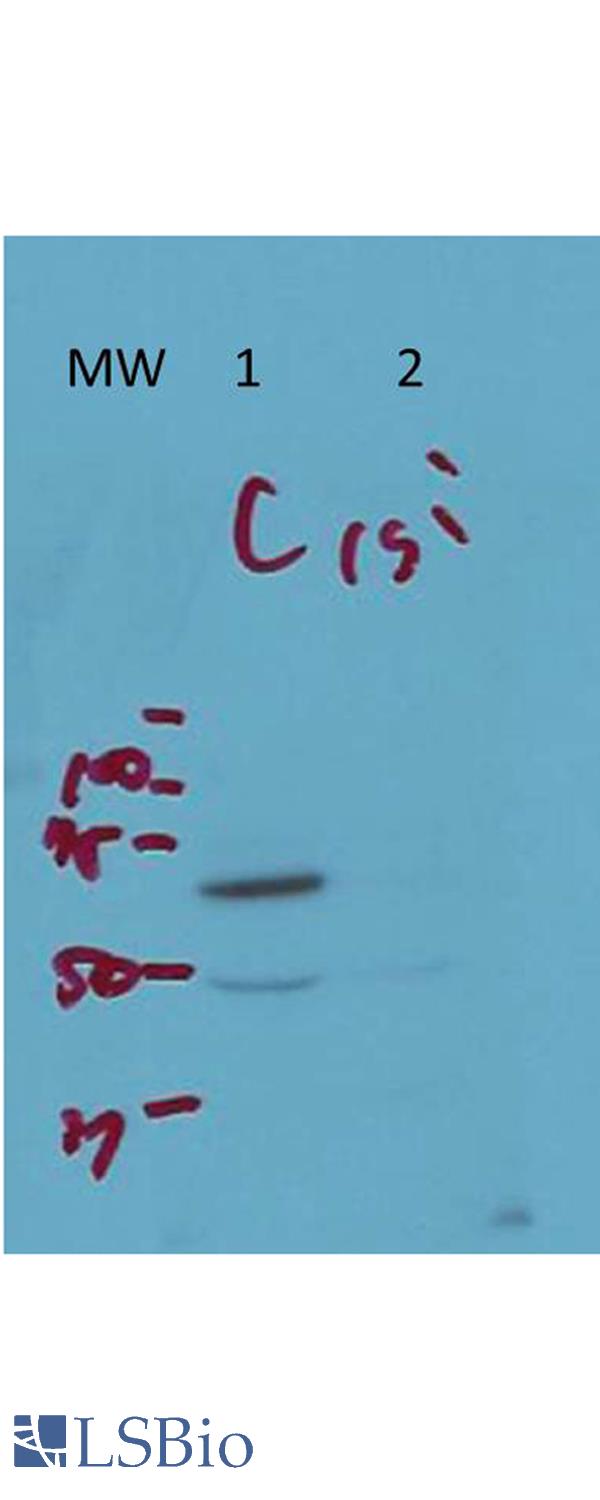 Western Blot of Rabbit Anti-ArfGAP3 Antibody. Lane 1 (C): HeLa Whole Cell. Lane 2 (si): HeLa Whole Cell siRNA treated. Load: 10 ug per lane. Primary antibody: ArfGAP3 antibody at 1:1000 for overnight at 4 degrees C. Secondary antibody: IRDye800 alpha rabbit secondary antibody at 1:10,000 for 45 min at RT. Block: 5% BLOTTO overnight at 4 degrees C. Predicted/Observed size: 57 kDa for endogenous Arf-GAP3. Other band(s): non-specific band ~50kDa.