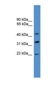 ARFIP1 antibody LS-C135314 Western blot of 293T cell lysate.