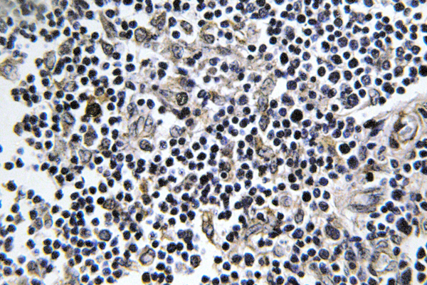 IHC of Arfaptin 1 (K314) pAb in paraffin-embedded human thymus gland tissue.