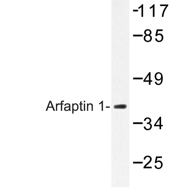 Western blot of Arfaptin 1 (K314) pAb in extracts from Jurkat cells.