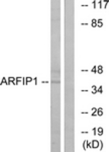 Western blot of extracts from Jurkat cells, using ARFIP1 Antibody. The lane on the right is treated with the synthesized peptide.