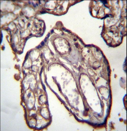 ARFIP1 Antibody immunohistochemistry of formalin-fixed and paraffin-embedded human placenta tissue followed by peroxidase-conjugated secondary antibody and DAB staining.