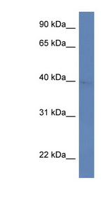 ARFIP2 antibody LS-C134950 Western blot of HepG2 cell lysate.