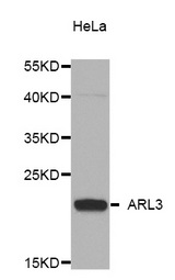 Western blot analysis of extracts of HeLa cell line, using ARL3 antibody.