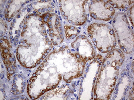IHC of paraffin-embedded Human Kidney tissue using anti-ARL3 mouse monoclonal antibody. (Heat-induced epitope retrieval by 10mM citric buffer, pH6.0, 120°C for 3min).