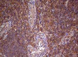 IHC of paraffin-embedded Human tonsil using anti-ARL3 mouse monoclonal antibody. (Heat-induced epitope retrieval by 10mM citric buffer, pH6.0, 120°C for 3min).