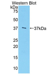 Western blot of recombinant ARG1 / Arginase 1.