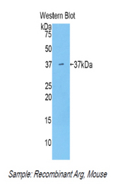 Western blot of recombinant ARG1 / Arginase 1.