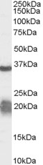 Antibody (0.03 ug/ml) staining of Human Liver lysate (35 ug protein in RIPA buffer). Primary incubation was 1 hour. Detected by chemiluminescence.