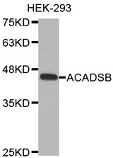 Western blot analysis of extracts of HEK-293 cell line, using ACADSB antibody.