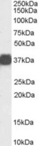 Antibody (0.03 ug/ml) staining of Rat Liver lysate (35 ug protein in RIPA buffer). Primary incubation was 1 hour. Detected by chemiluminescence.