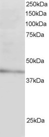 Staining (3 ug/ml) of Human Liver lysate (RIPA buffer, 30 ug total protein per lane). Primary incubated for 1 hour. Detected by chemiluminescence.