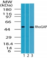 Western blot of human RhoGAP1 in HeLa cell lysate in the 1) absence, 2) presence of immunizing peptide and 3) Raw cell lysate using antibody at 0.5 ug/ml.
