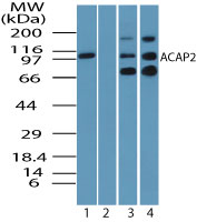 Western blot of ACAP2 in human testis lysate in the 1) absence and 2) presence of immunizing peptide, 3) mouse testis lysate and 4) rat testis lysate using LS-C148407 at 0.25 ug/ml. Goat anti-rabbit Ig HRP secondary antibody, and PicoTect ECL substrate solution, were used for this test.