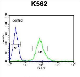 ARHGAP17 Antibody flow cytometry of K562 cells (right histogram) compared to a negative control cell (left histogram). FITC-conjugated goat-anti-rabbit secondary antibodies were used for the analysis.