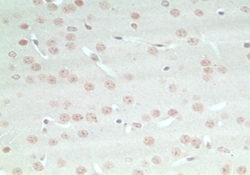 IHC of mouse brain using Rho GTPase activating protein at 5 ug/ml.