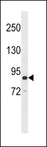 GRAF (OPHN1L) Antibody western blot of Ramos cell line lysates (35 ug/lane). The OPHN1L antibody detected the OPHN1L protein (arrow).