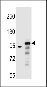 SH3D20 Antibody western blot of A549,HepG2 cell line lysates (35 ug/lane). The SH3D20 antibody detected the SH3D20 protein (arrow).