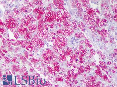 Anti-ACAT1 antibody IHC of human adrenal cortex. Immunohistochemistry of formalin-fixed, paraffin-embedded tissue after heat-induced antigen retrieval. Antibody LS-B6358 concentration 10 ug/ml.