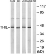 Western blot of extracts from HepG2/Jurkat/293/A549 cells, using LS-B6286. The lane on the right is treated with the synthesized peptide.