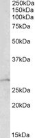 ARHGDIA antibody (1 ug/ml) staining of Mouse Lung lysate (35 ug protein/ml in RIPA buffer). Primary incubation was 1 hour. Detected by chemiluminescence.