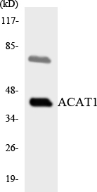 Western blot of the lysates from HepG2 cells using ACAT1 antibody.