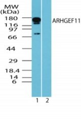 Western blot of human ARHGEF11 in rat brain lysate in the 1) absence and 2) presence of immunizing peptide using antibody at 0.1 ug/ml.