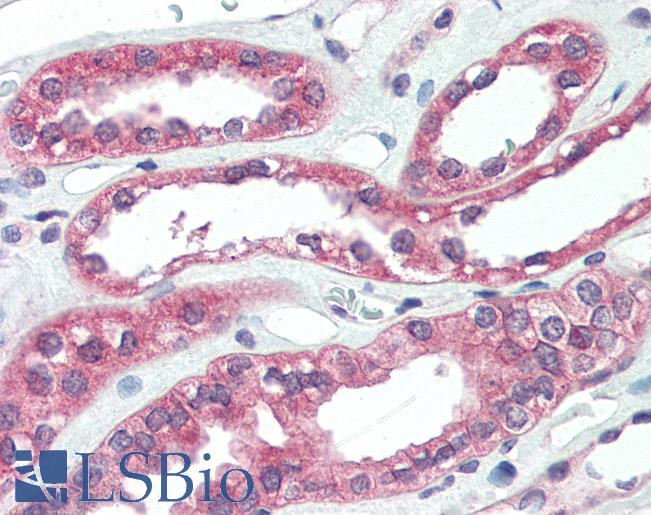 Anti-ARHGEF17 / TEM4 antibody IHC of human kidney. Immunohistochemistry of formalin-fixed, paraffin-embedded tissue after heat-induced antigen retrieval. Antibody LS-B3213 concentration 5 ug/ml.
