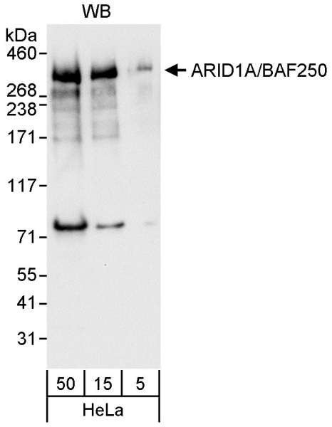 Detection of Human ARID1A by Western Blot. Samples: Whole cell lysate (5, 15 and 50 ug) from HeLa cells. Antibody: Affinity purified rabbit anti-ARID1A antibody used for WB at 0.04 ug/ml. Detection: Chemiluminescence with an exposure time of 10 seconds.