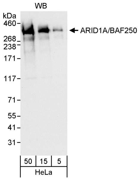 Detection of Human ARID1A by Western Blot. Samples: Whole cell lysate (5, 15 and 50 ug) from HeLa cells. Antibody: Affinity purified rabbit anti-ARID1A antibody used for WB at 0.1 ug/ml. Detection: Chemiluminescence with an exposure time of 10 seconds.