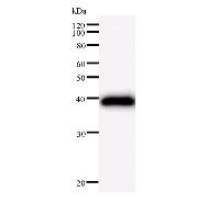 Western blot analysis of immunized recombinant protein, using anti-ARID1A monoclonal antibody.
