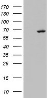 HEK293T cells were transfected with the pCMV6-ENTRY control (Left lane) or pCMV6-ENTRY ARIH2 (Right lane) cDNA for 48 hrs and lysed. Equivalent amounts of cell lysates (5 ug per lane) were separated by SDS-PAGE and immunoblotted with anti-ARIH2.