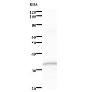 Western blot analysis of immunized recombinant protein, using anti-ARIH2 monoclonal antibody.