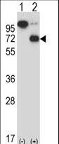 Western blot of ARIH2 (arrow) using rabbit polyclonal ARIH2 Antibody. 293 cell lysates (2 ug/lane) either nontransfected (Lane 1) or transiently transfected (Lane 2) with the ARIH2 gene.