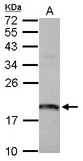 Sample (30 ug of whole cell lysate) A: U87-MG 12% SDS PAGE ARL1 antibody diluted at 1:1000