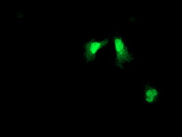 Anti-ARL11 mouse monoclonal antibody immunofluorescent staining of COS7 cells transiently transfected by pCMV6-ENTRY ARL11.