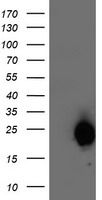HEK293T cells were transfected with the pCMV6-ENTRY control (Left lane) or pCMV6-ENTRY ARL11 (Right lane) cDNA for 48 hrs and lysed. Equivalent amounts of cell lysates (5 ug per lane) were separated by SDS-PAGE and immunoblotted with anti-ARL11.
