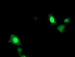 Anti-ARL11 mouse monoclonal antibody immunofluorescent staining of COS7 cells transiently transfected by pCMV6-ENTRY ARL11.