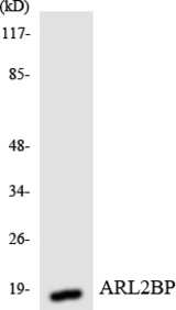 Western blot of the lysates from HUVEC cells using ARL2BP antibody.